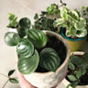 Meet your Posher, Gloria